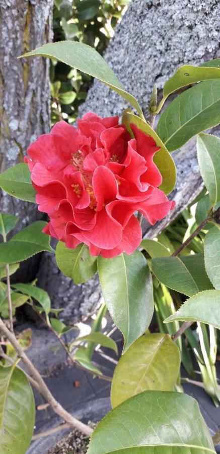 Quinta Das Camelias - Acores Ponta Delgada Exteriér fotografie